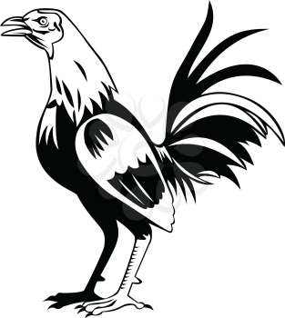 Retro style illustration of a  rooster or cockerel, a male gallinaceous bird, with cockerel being younger and rooster being an adult male chicken, crowing on isolated done in black and white.
