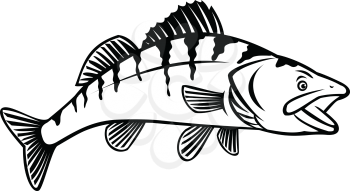 Stencil illustration of a walleye, yellow pike or yellow pickerel, a freshwater perciform fish native to Canada and United States, side view on isolated white background black and white retro style.