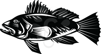 Retro woodcut style illustration of a black sea bass (Centropristis striata), an exclusively marine grouper viewed from side set in circle on isolated background done in black and white.