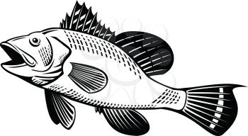 Retro woodcut style illustration of a black sea bass Centropristis striata, an exclusively marine grouper, swimming up viewed from side on isolated background in black and white.