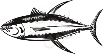 Retro woodcut style illustration of a yellowfin tuna thunnus albacares, a species of tuna found in pelagic waters of tropical and subtropical oceans on isolated background done in black and white.