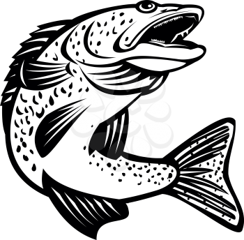 Retro black and white style illustration of a walleye Sander vitreus or yellow pike, a freshwater perciform fish native to Canada and Northern United States viewed from side on isolated background.