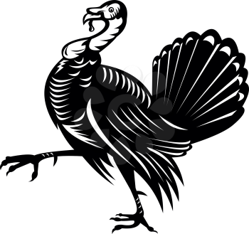 Retro black and white style illustration of a  wild turkey, a large bird in the genus Meleagris, which is native to the Americas, marching viewed from side on isolated white background.