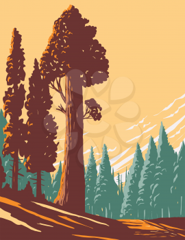 WPA poster art of the General Grant tree trail with the largest giant sequoia in the General Grant Grove section of Kings Canyon National Park in California done in works project administration style.