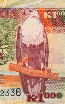 Royalty Free Photo of an African Fish Eagle on 1000 Kwacha 2003 Banknote from Zambia.