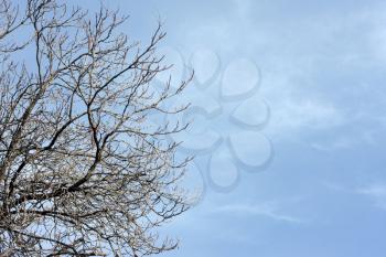 Royalty Free Photo of a Bare Tree Against a Blue Sky
