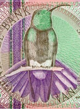 Royalty Free Photo of a Black Throated Mango on 10 Gulden Banknote From Suriname