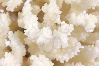 Royalty Free Photo of a Coral Closeup