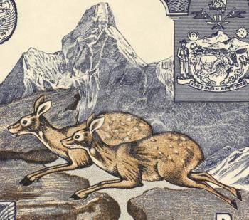 Royalty Free Photo of Deer on 1 Rupee 1974 Banknote from Nepal.