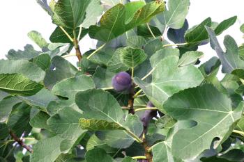 Royalty Free Photo of a Fig Tree