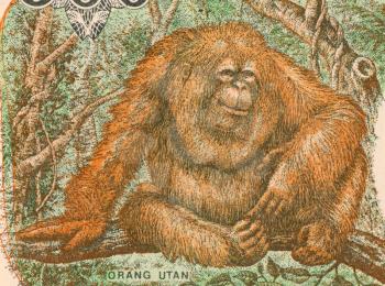 Royalty Free Photo of an Orangutan on 500 Rupiah 1993 Banknote from Indonesia