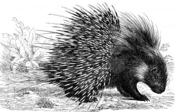 Crested Porcupine on engraving from 1890. Engraved by unknown artist and published in Meyers Konversations-Lexikon, Germany,1890.