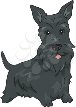 Illustration Featuring a Scottish Terrier