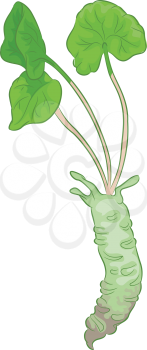 Illustration of a Wasabi Stem With Leaves Still Attached