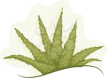 Illustration of a Cluster of Healthy Aloe Vera Plant