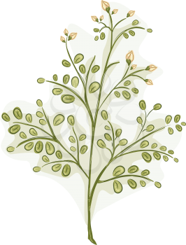 Illustration of the Stalk of a Moringa Plant Covered with Leaves