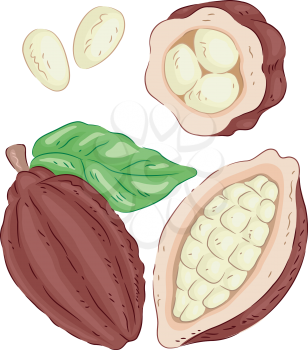 Illustration of a Cacao Fruit with the Seeds Exposed