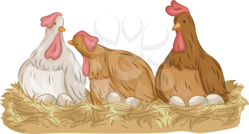 Illustration of a Pair of Hens Laying Eggs on a Stack of Hay