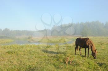 Royalty Free Photo of a Horse With Mist Over the Water and Trees Behind