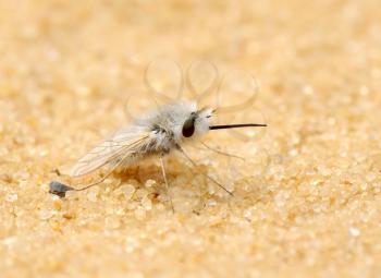 Royalty Free Photo of a Fly on the Sand