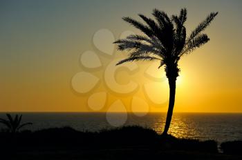 Royalty Free Photo of a Lone Palm Tree on the Beach at Sunset