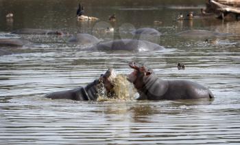 Royalty Free Photo of a Hippo in a Lake