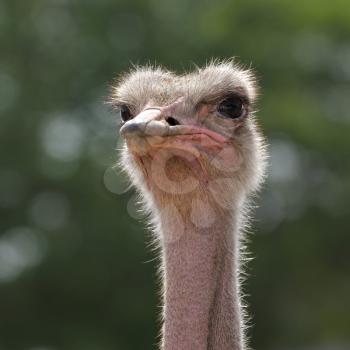 Royalty Free Photo of an Ostrich Head Closeup