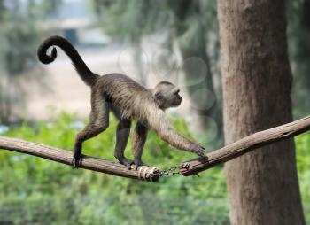 Royalty Free Photo of a Monkey on a Branch