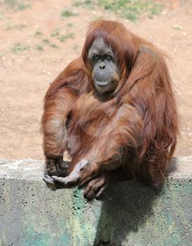 Royalty Free Photo of an Orangutan With Its Hand Out