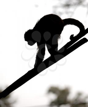 Royalty Free Photo of a Silhouetted Monkey on a Branch