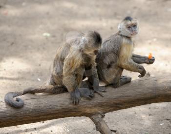 Royalty Free Photo of Monkeys With Food