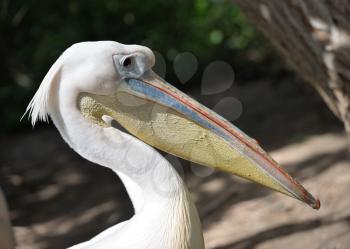 Royalty Free Photo of Pelicans