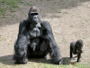 Royalty Free Photo of a Parent and Baby Gorilla