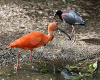 Royalty Free Photo of the Scarlet Ibis (Eudocimus Ruber) on the Pond
