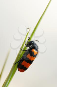 Royalty Free Photo of an Orange and Black Poisonous Blister Beetle on a Blade of Grass