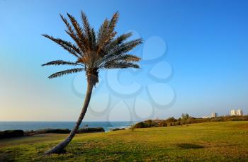 Royalty Free Photo of a Palm Tree and Green Space With the Ocean and a City in the Background