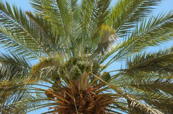 Royalty Free Photo of the Top of a Palm Tree