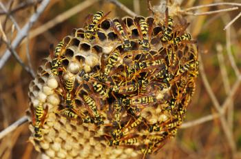 Royalty Free Photo of Wasps in a Nest in Dry Grass in Brazil