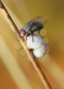 Royalty Free Photo of a Fly Sitting on a Snail Shell