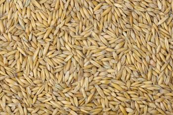 Royalty Free Photo of an Oat Seed Background