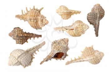 Different sea shells on a white background