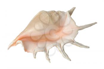 Great horned sea shell on white background