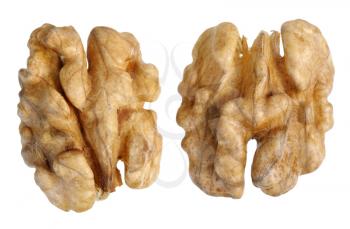 walnut (Juglans regia) on a white background, isolated.