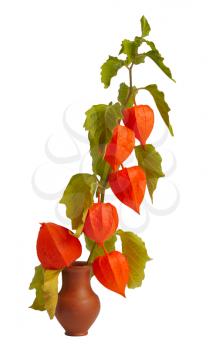 Physalis, the brightest autumn plant, twig in a clay pot