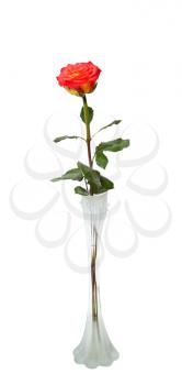 Red rose in a narrow white vase, isolated