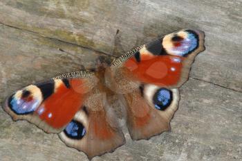 Royalty Free Photo of a Colourful Peacock Butterfly