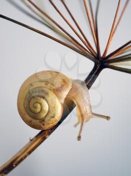 Royalty Free Photo of a Snail on a Dry Plant