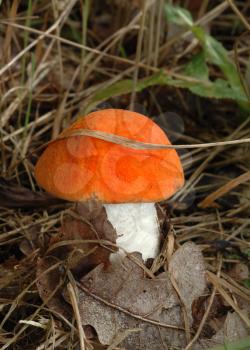 Royalty Free Photo of a Orange Capped Mushroom