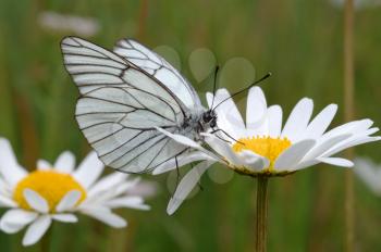 Royalty Free Photo of a Butterfly on a Daisy
