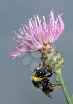 Royalty Free Photo of a Bee on a Flower Centaurea Pratensis.